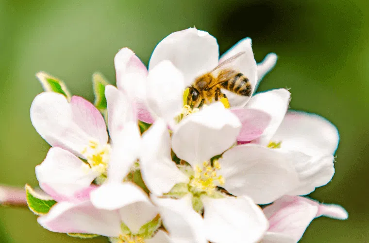 A honeybee pollinating apple blossom in spring