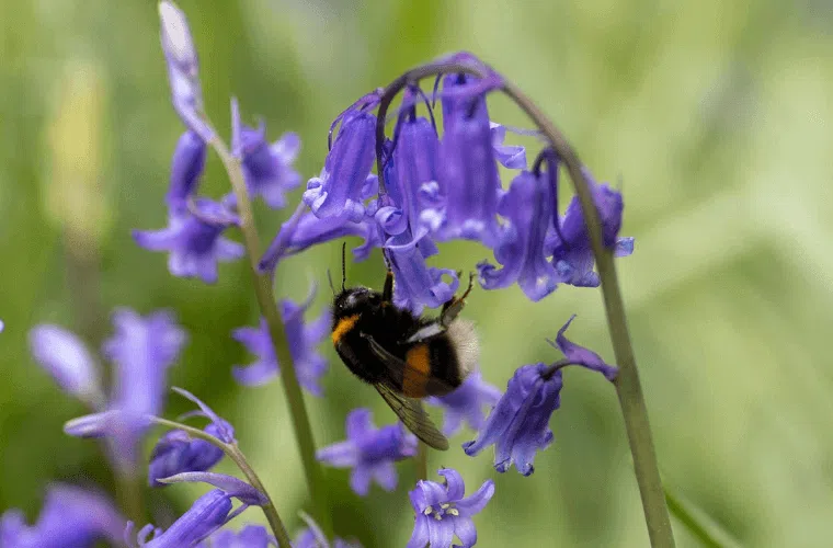 A bumblebee feeding on a bluebell flower