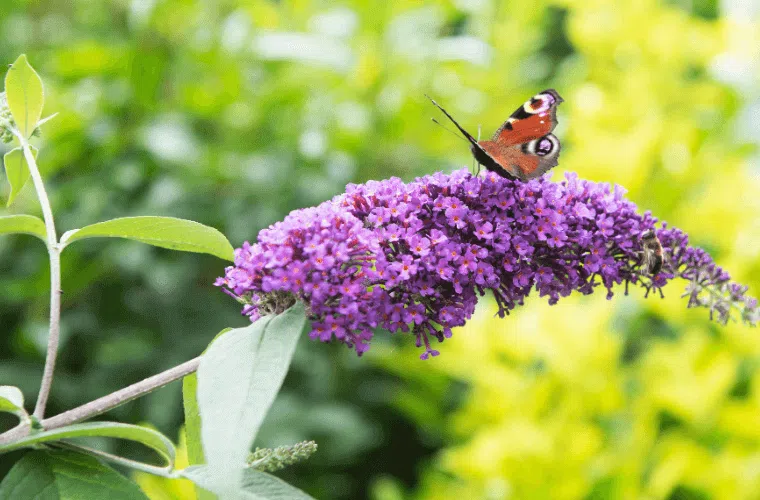 A butterfly feeding on a purple buddleia bloom