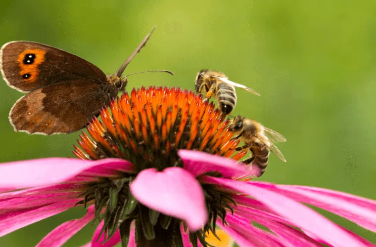 A butterfly and bees feeding on a pink wildflower