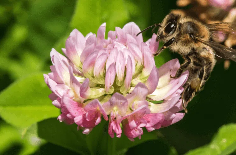 A bee on a pink clover flower in a meadow