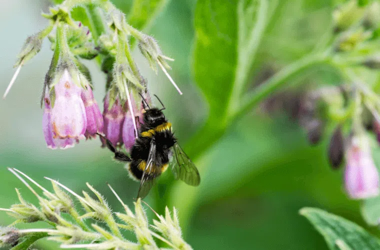A bee collecting pollen from a pink comfrey flower