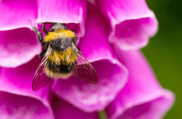 A bee entering a foxglove bloom to collect nectar