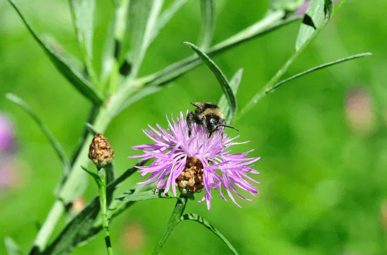A bee on a greater knapweed flower