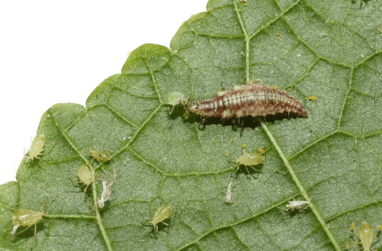 Lacewing larvae feeding on aphids on a leaf