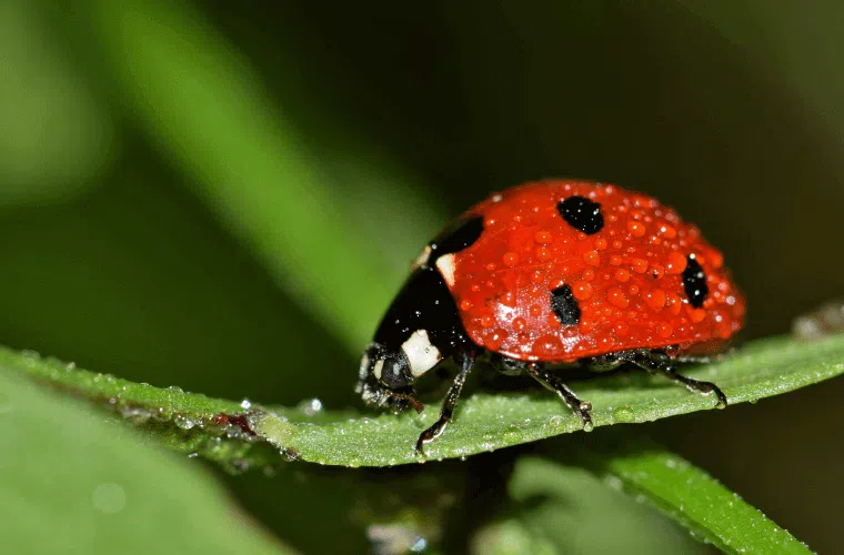 A seven-spot ladybird on a green leaf