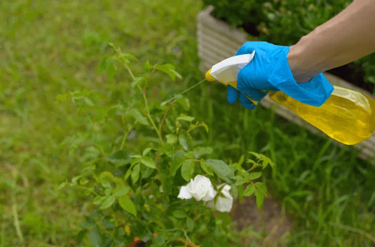 A gloved hand spraying a rose bush with pesticides