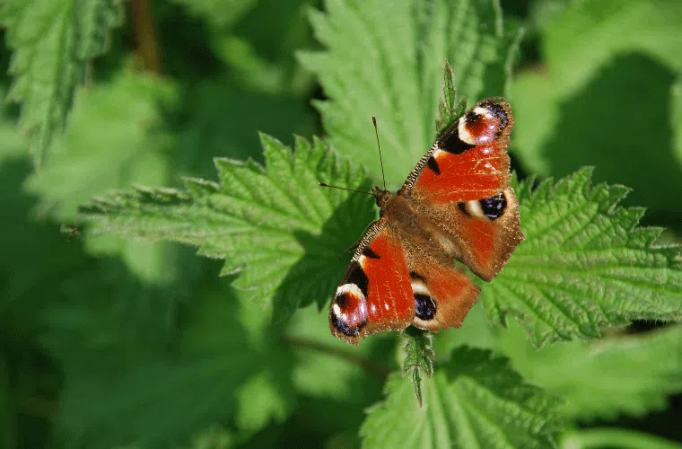 A peacock butterfly resting on a nettle leaf