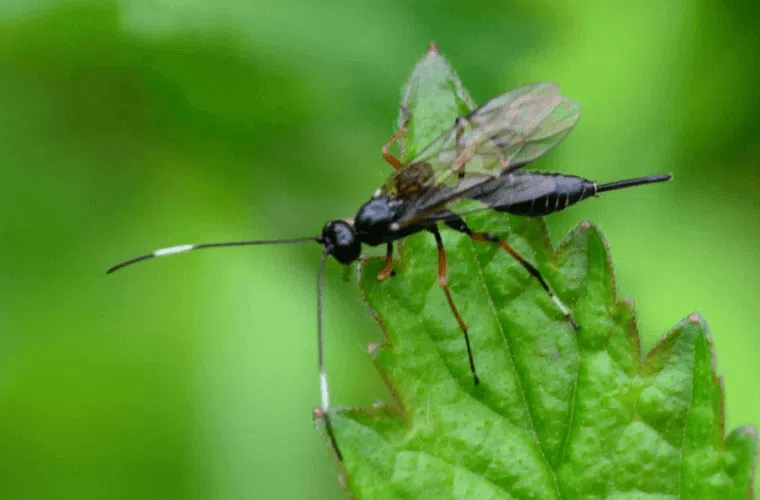 A parasitoid wasp on a leaf