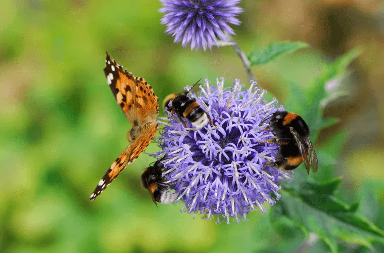 Bees and a butterfly pollinating a blue wildflower
