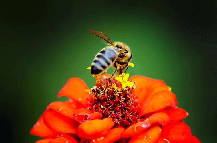 A honeybee on a red flower in a garden