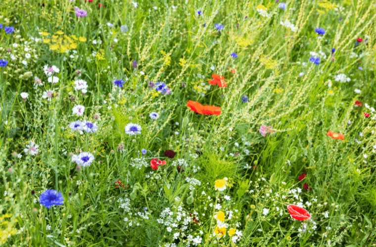 A mix of white, yellow, red, and blue wildflowers in a british meadow