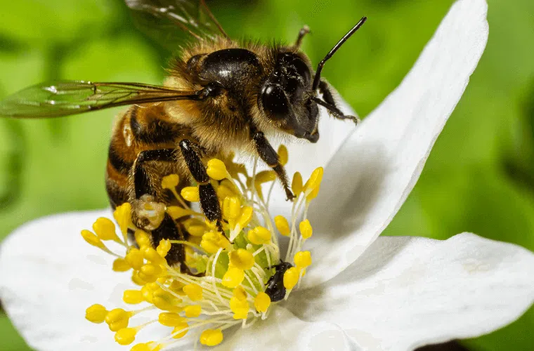 A bee visiting a white wood anemone flower in early spring