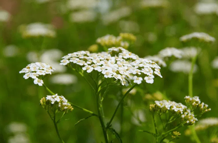 Yarrow flowers growing in a wildflower meadow