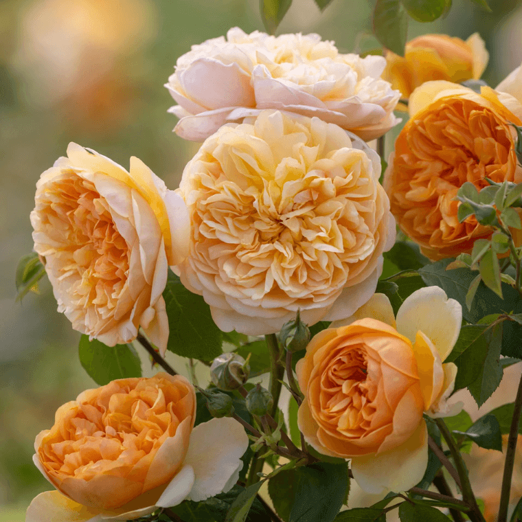 Bring me sunshine rose