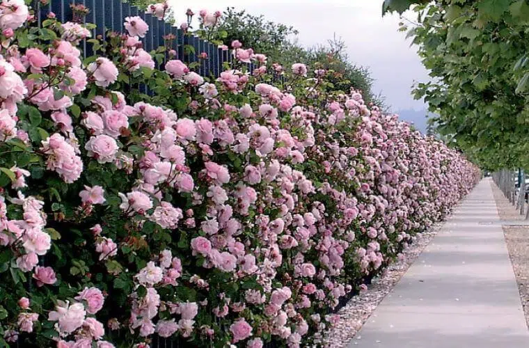 Queens platinum jubilee elizabeth rose constance spry