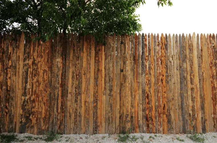 9 mistakes responsible for roses not blooming 12 A high fence