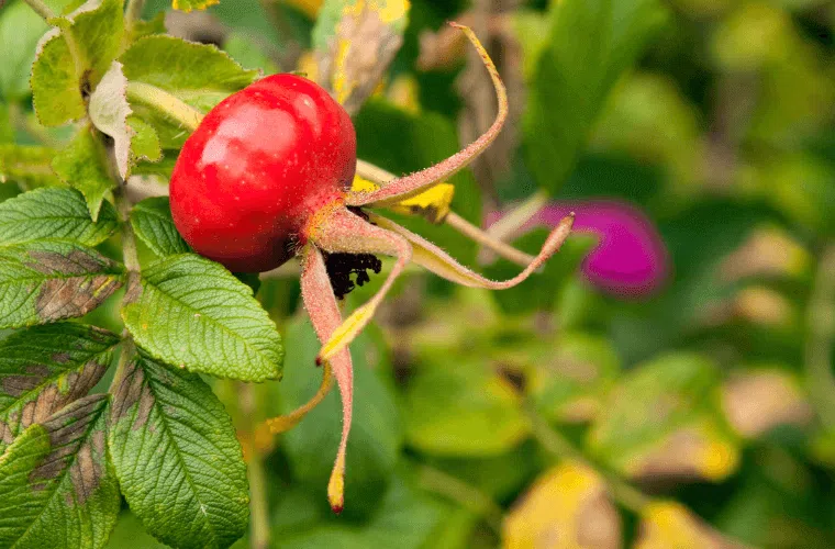 9 mistakes responsible for roses not blooming 7 A rose hip on a bush
