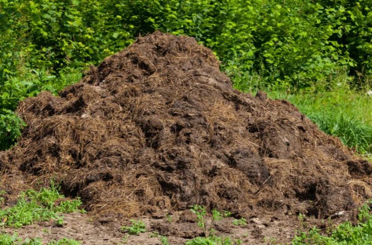9 mistakes responsible for roses not blooming 4 A large pile of manure