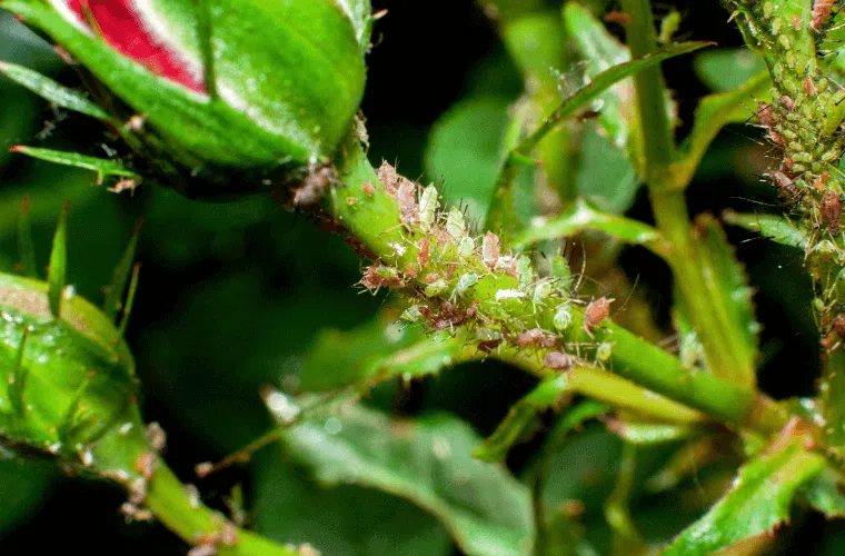 9 mistakes responsible for roses not blooming 16 Aphids on the stem of a rose bush
