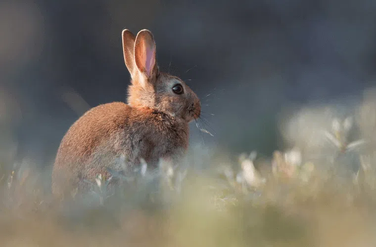 9 mistakes responsible for roses not blooming 15 A wild rabbit