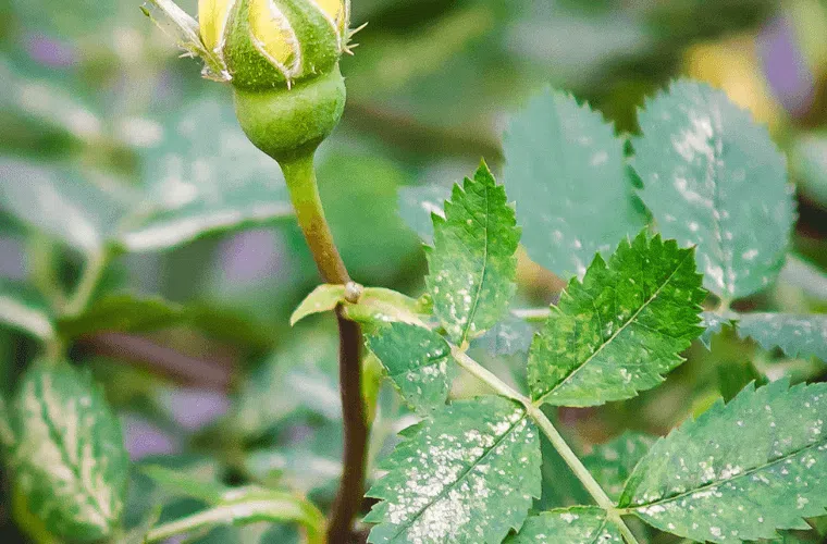 9 mistakes responsible for roses not blooming 18 Powdery mildew on the leaves of a rose bush
