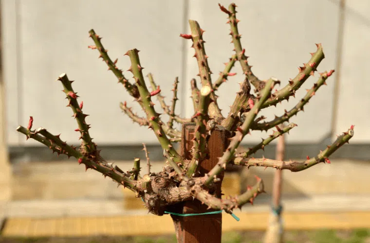 9 mistakes responsible for roses not blooming 6 A rose bush after pruning