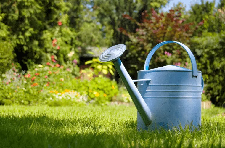 9 mistakes responsible for roses not blooming 9 A watering can on grass