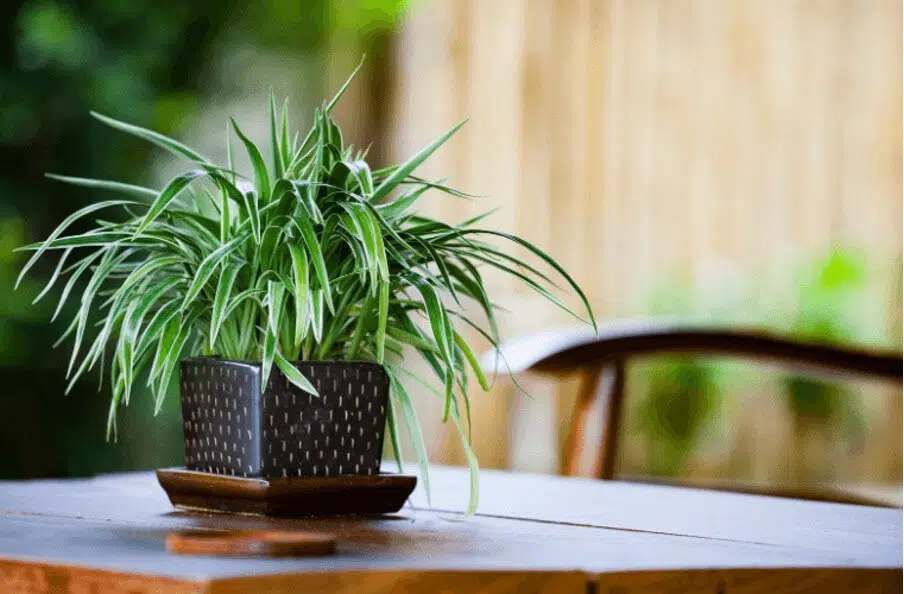 Spider plant