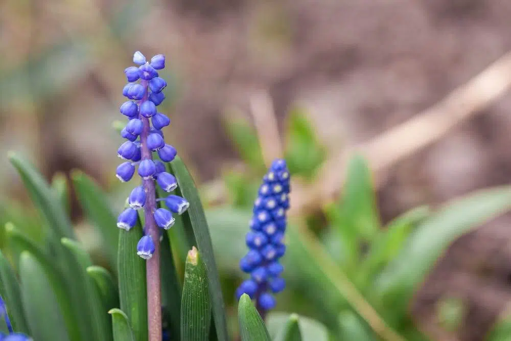 Spring flowers - muscaris