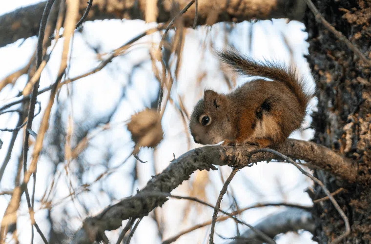 A red squirrel on the branch of a tree