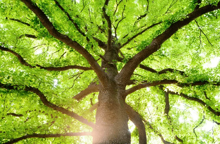 The trunk, branches, and leaves of a tree with sunlight in the background