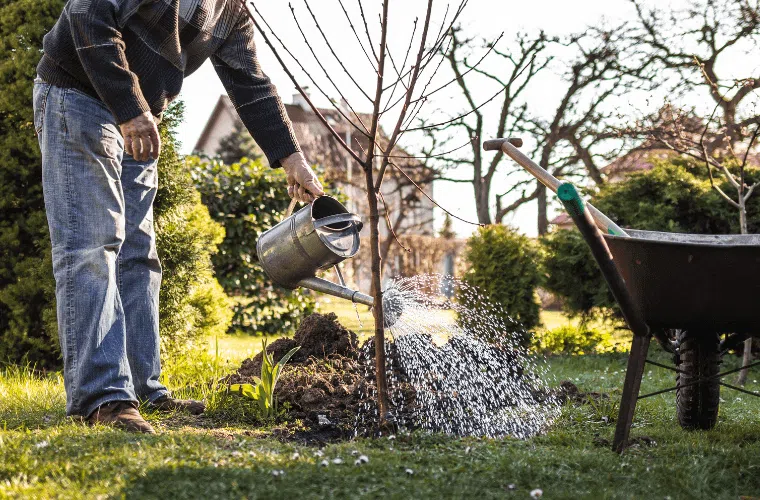 A man watering a tree he planted in his garden