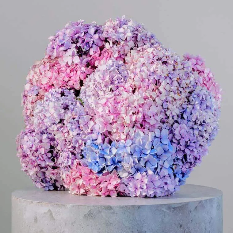 A cluster of hydrangeas in blue, pink and purple