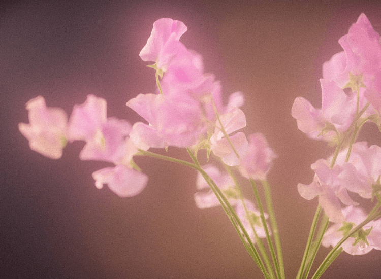 Delicate sweet pea flowers with slender green stems against a warm, soft-focus background