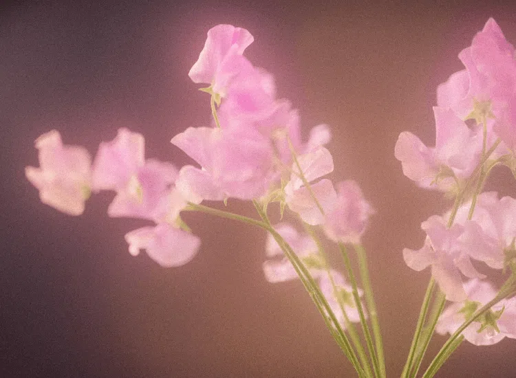 Sweet pea: blooming haus' flower of the year for 2026 15 Delicate sweet pea flowers with slender green stems against a warm, soft-focus background