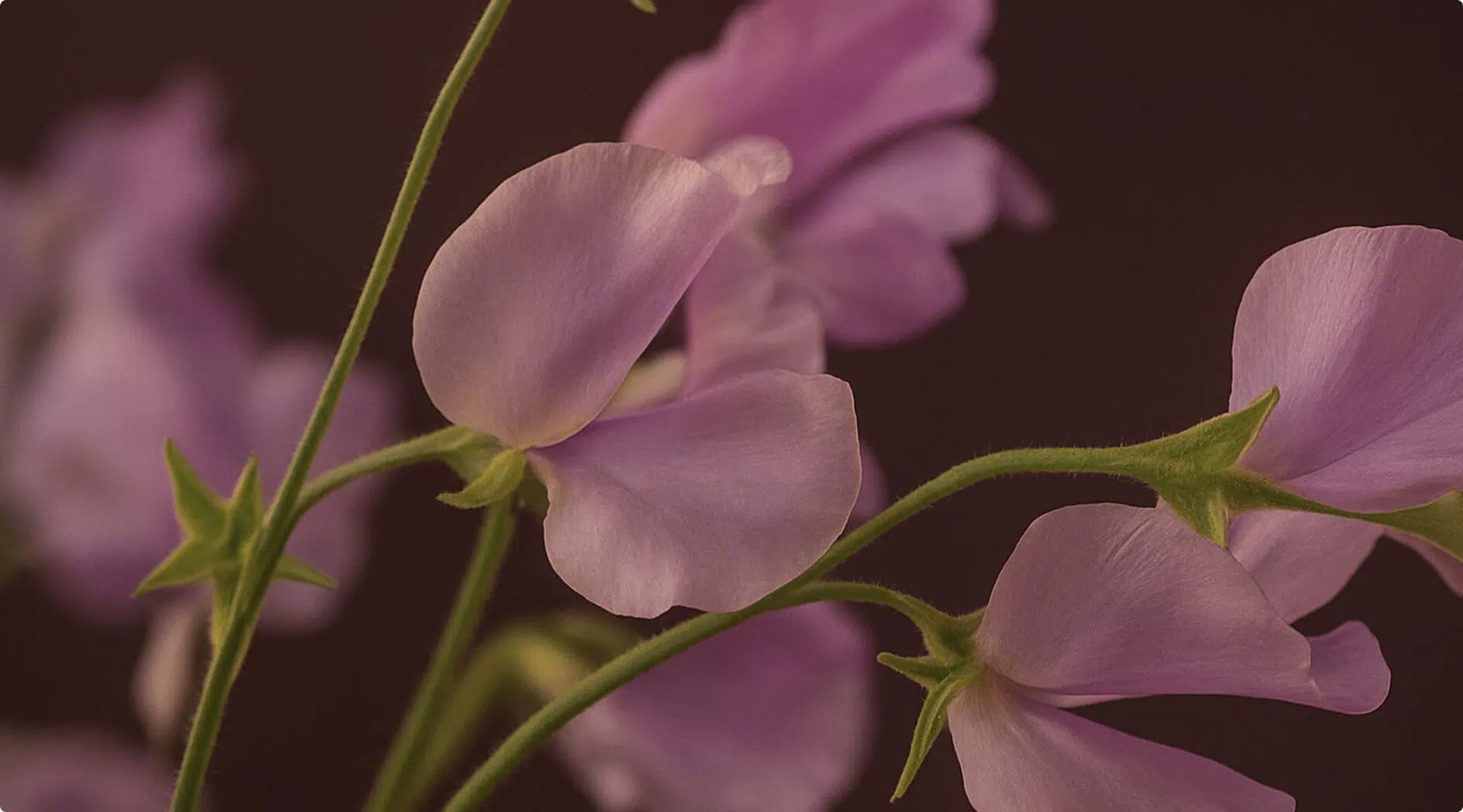 Close-up of delicate, light purple sweet pea flowers with soft petals and slender green stems against a dark, blurred background. The image has a gentle, dreamy atmosphere, highlighting the flowers' subtle textures and pastel hues.
