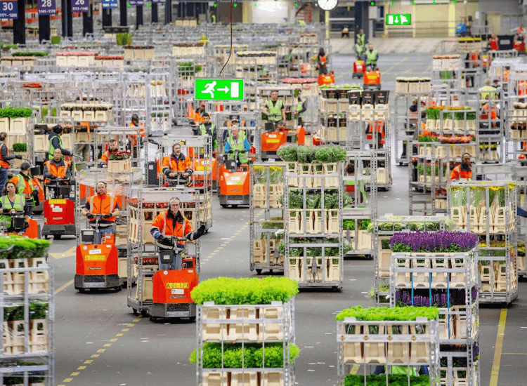 Sustainable floriculture, cut flower trade at royal floralholland
