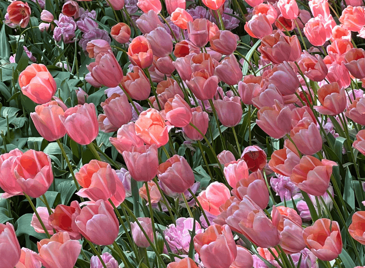 Tulip festival amsterdam