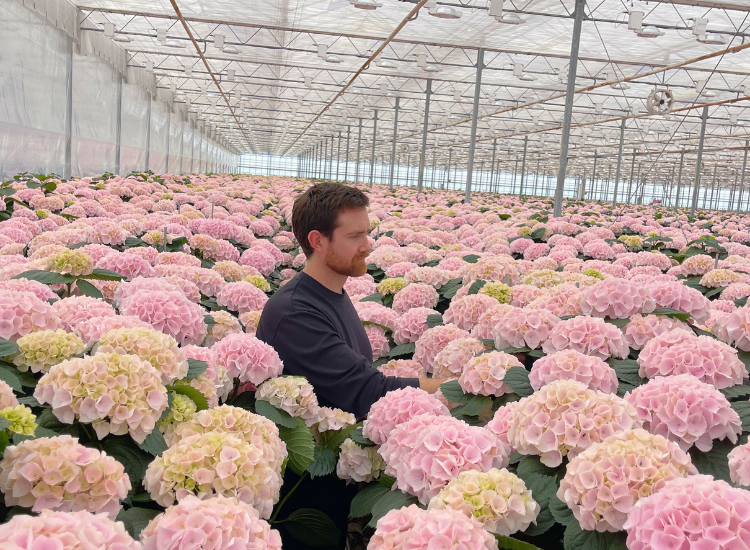 Can Cut Flowers Truly Be Sustainable? What We Found at the World’s Largest Flower Auction