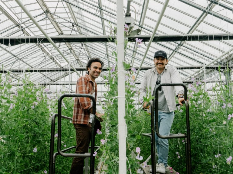 How Dutch Master-Growers Extend the Sweet Pea Season Beyond the UK