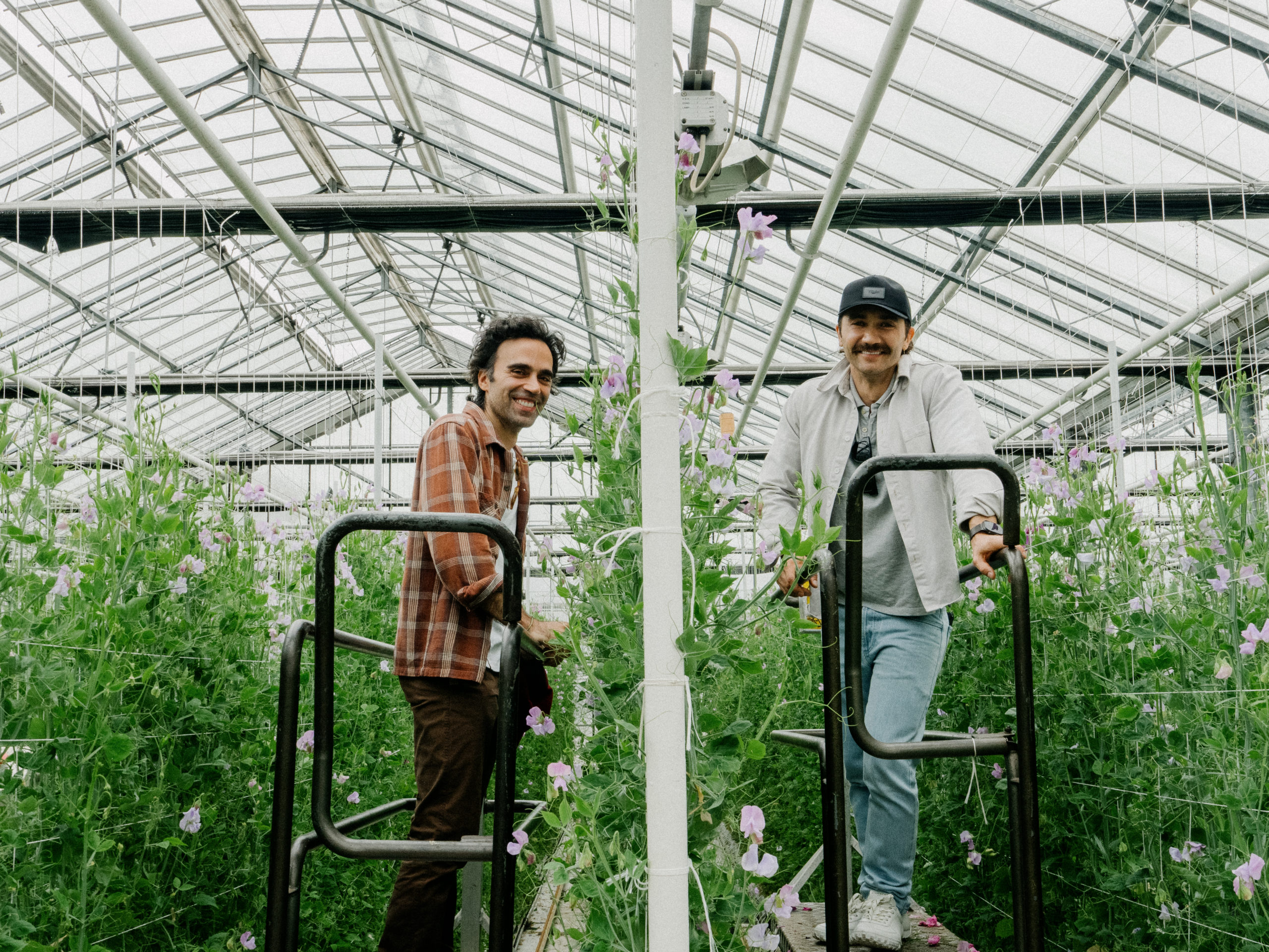 How Dutch Master-Growers Extend the Sweet Pea Season Beyond the UK